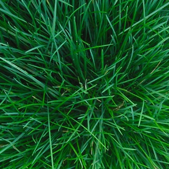 Talen Tools Verticuteerhark Los 3 Talen Tools Verticuteerhark Los