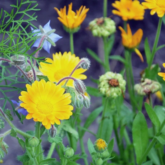 ECOstyle Aaltjes Tegen Rupsen Buxusmot 3 ECOstyle Aaltjes Tegen Rupsen Buxusmot