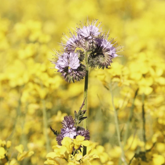 ECOstyle Aaltjes Tegen Rupsen Buxusmot 4 ECOstyle Aaltjes Tegen Rupsen Buxusmot - Afbeelding 2