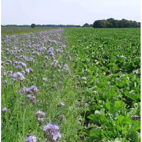 De Wiltfang Foxgloves Works Groen 5 De Wiltfang Foxgloves Works Groen - Afbeelding 3