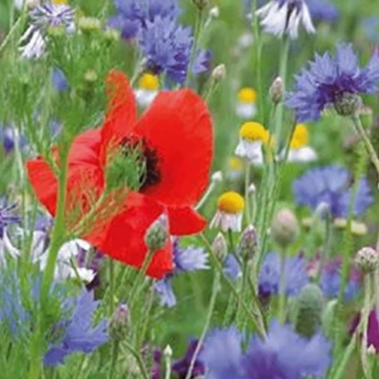 MRS Seeds & Mixtures Bloemenmengsel Inheems 4 MRS Seeds & Mixtures Bloemenmengsel Inheems - Afbeelding 2