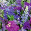 MRS Seeds & Mixtures Zomerbloemen - Blauwe Tinten Mix -Planten Verkoop Winkel image 203