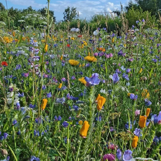 MRS Seeds & Mixtures B1 - Ruderaal Bloemenmengsel 3 MRS Seeds & Mixtures B1 - Ruderaal Bloemenmengsel