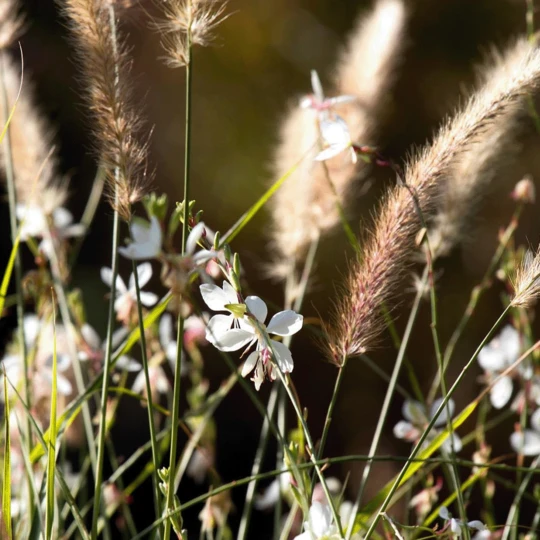 MRS Seeds & Mixtures Wadi Bloemenmengsel Inheems - Meerjarig 3 MRS Seeds & Mixtures Wadi Bloemenmengsel Inheems - Meerjarig