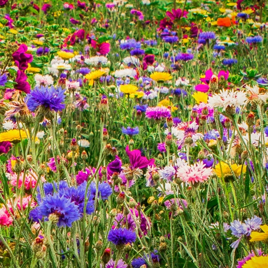 Ten Have Functionele Agro Biodiversiteit (FAB) Mengsel 3 Ten Have Functionele Agro Biodiversiteit (FAB) Mengsel