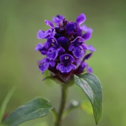 Nieuwkomers -Planten Verkoop Winkel image 216