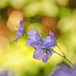 MRS Seeds & Mixtures Bosrand Bloemenmengsel Schaduw Inheems - Meerjarig -Planten Verkoop Winkel image 218