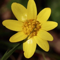 MRS Seeds & Mixtures Bosrand Bloemenmengsel Schaduw Inheems - Meerjarig -Planten Verkoop Winkel image 220