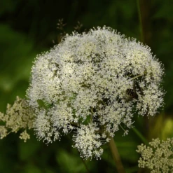 MRS Seeds & Mixtures Bosrand Bloemenmengsel Schaduw Inheems - Meerjarig -Planten Verkoop Winkel image 221