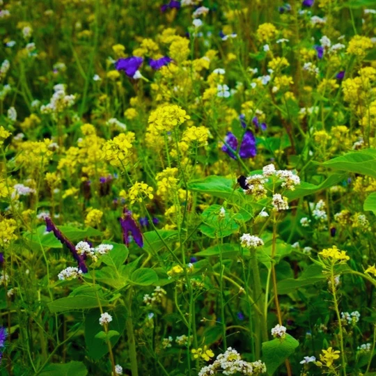 MRS Seeds & Mixtures Wildakker Gevogelte 3 MRS Seeds & Mixtures Wildakker Gevogelte