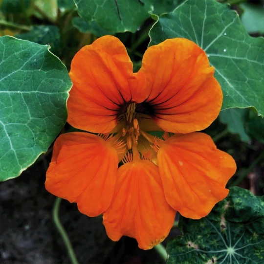 MRS Seeds & Mixtures Biologisch Lieveheersbeestjes Bloemenmengsel 4 MRS Seeds & Mixtures Biologisch Lieveheersbeestjes Bloemenmengsel - Afbeelding 2