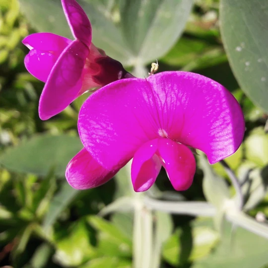 MRS Seeds & Mixtures Biologisch Lieveheersbeestjes Bloemenmengsel 6 MRS Seeds & Mixtures Biologisch Lieveheersbeestjes Bloemenmengsel - Afbeelding 4