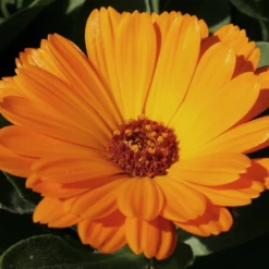 MRS Seeds & Mixtures Biologisch Lieveheersbeestjes Bloemenmengsel 13 MRS Seeds & Mixtures Biologisch Lieveheersbeestjes Bloemenmengsel -Planten Verkoop Winkel image 239