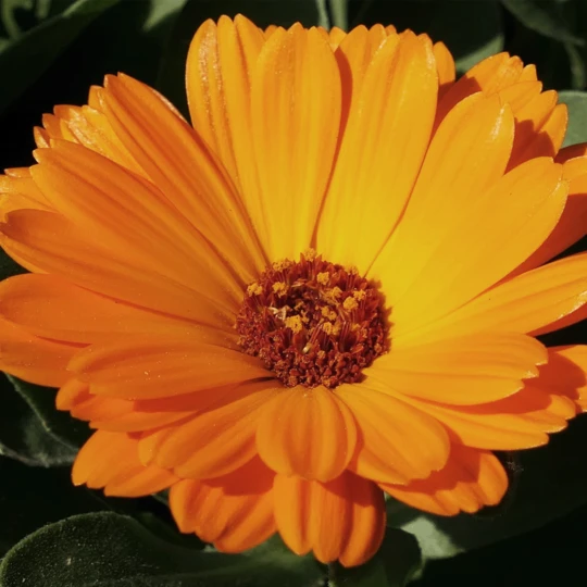 MRS Seeds & Mixtures Biologisch Lieveheersbeestjes Bloemenmengsel 8 MRS Seeds & Mixtures Biologisch Lieveheersbeestjes Bloemenmengsel - Afbeelding 6