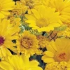 MRS Seeds & Mixtures Zomerbloemen Gele Tinten - Mix -Planten Verkoop Winkel image 244
