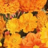 MRS Seeds & Mixtures Zomerbloemen Oranje Tinten Mix -Planten Verkoop Winkel image 250