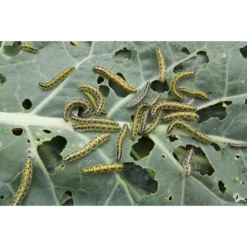 ECOstyle Aaltjes Tegen Rupsen -Planten Verkoop Winkel image 261