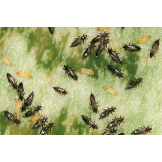 ECOstyle Aaltjes Tegen Trips 4 ECOstyle Aaltjes Tegen Trips - Afbeelding 2