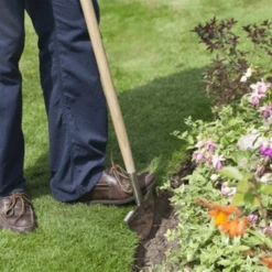 De Wiltfang RHS Graskantensteker 9 De Wiltfang RHS Graskantensteker -Planten Verkoop Winkel image 281