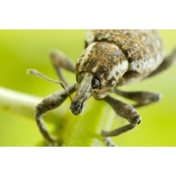 ECOstyle Aaltjes Val Tegen Taxuskever 7 ECOstyle Aaltjes Val Tegen Taxuskever -Planten Verkoop Winkel image 299