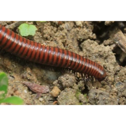 ECOstyle Aaltjes Tegen Miljoenpoten 7 ECOstyle Aaltjes Tegen Miljoenpoten -Planten Verkoop Winkel image 301