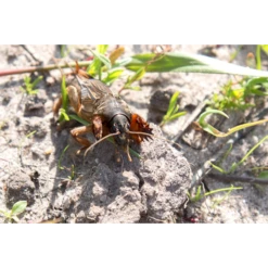 ECOstyle Aaltjes Tegen Veenmollen 7 ECOstyle Aaltjes Tegen Veenmollen -Planten Verkoop Winkel image 331