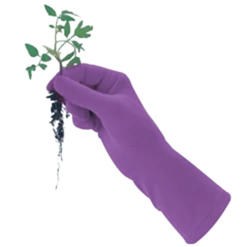 De Wiltfang Foxgloves Original 14 De Wiltfang Foxgloves Original -Planten Verkoop Winkel image 348