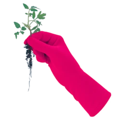 De Wiltfang Foxgloves Original 15 De Wiltfang Foxgloves Original -Planten Verkoop Winkel image 349