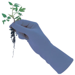 De Wiltfang Foxgloves Original 16 De Wiltfang Foxgloves Original -Planten Verkoop Winkel image 350