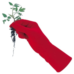 De Wiltfang Foxgloves Original 17 De Wiltfang Foxgloves Original -Planten Verkoop Winkel image 351