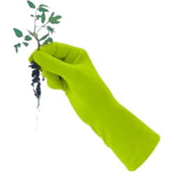 De Wiltfang Foxgloves Original 18 De Wiltfang Foxgloves Original -Planten Verkoop Winkel image 352