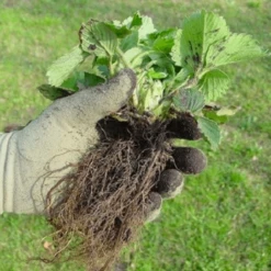 De Wiltfang Foxgloves Original 19 De Wiltfang Foxgloves Original -Planten Verkoop Winkel image 353