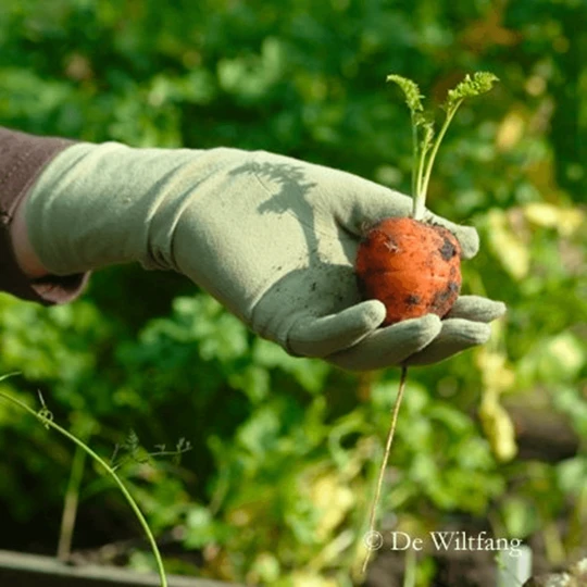 De Wiltfang Foxgloves Original 11 De Wiltfang Foxgloves Original - Afbeelding 9