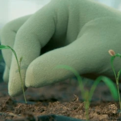 De Wiltfang Foxgloves Original 21 De Wiltfang Foxgloves Original -Planten Verkoop Winkel image 355