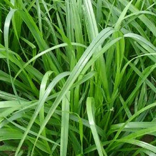 Lord Sport- En Speelgazon 4 Lord Sport- En Speelgazon - Afbeelding 2