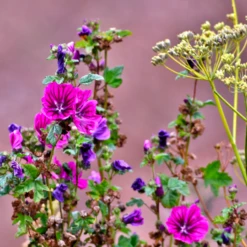 Blossombs Adventskalender - Xmas